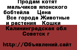 Продам котят мальчиков японского бобтейла. › Цена ­ 30 000 - Все города Животные и растения » Кошки   . Калининградская обл.,Советск г.